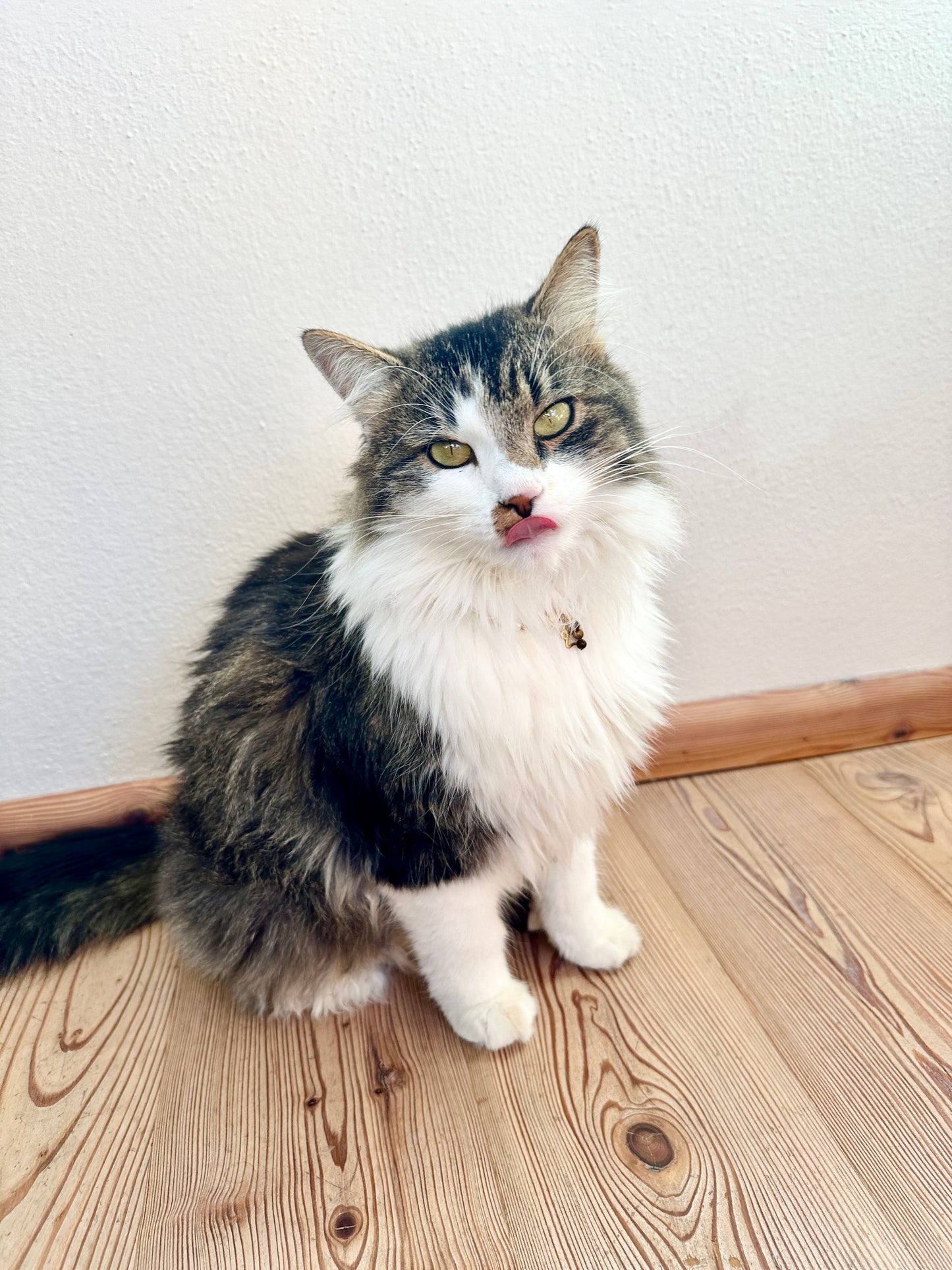 Halskette mit Süßwasserperle und Heilsteinen für Tiere / Schmuck für Tiere