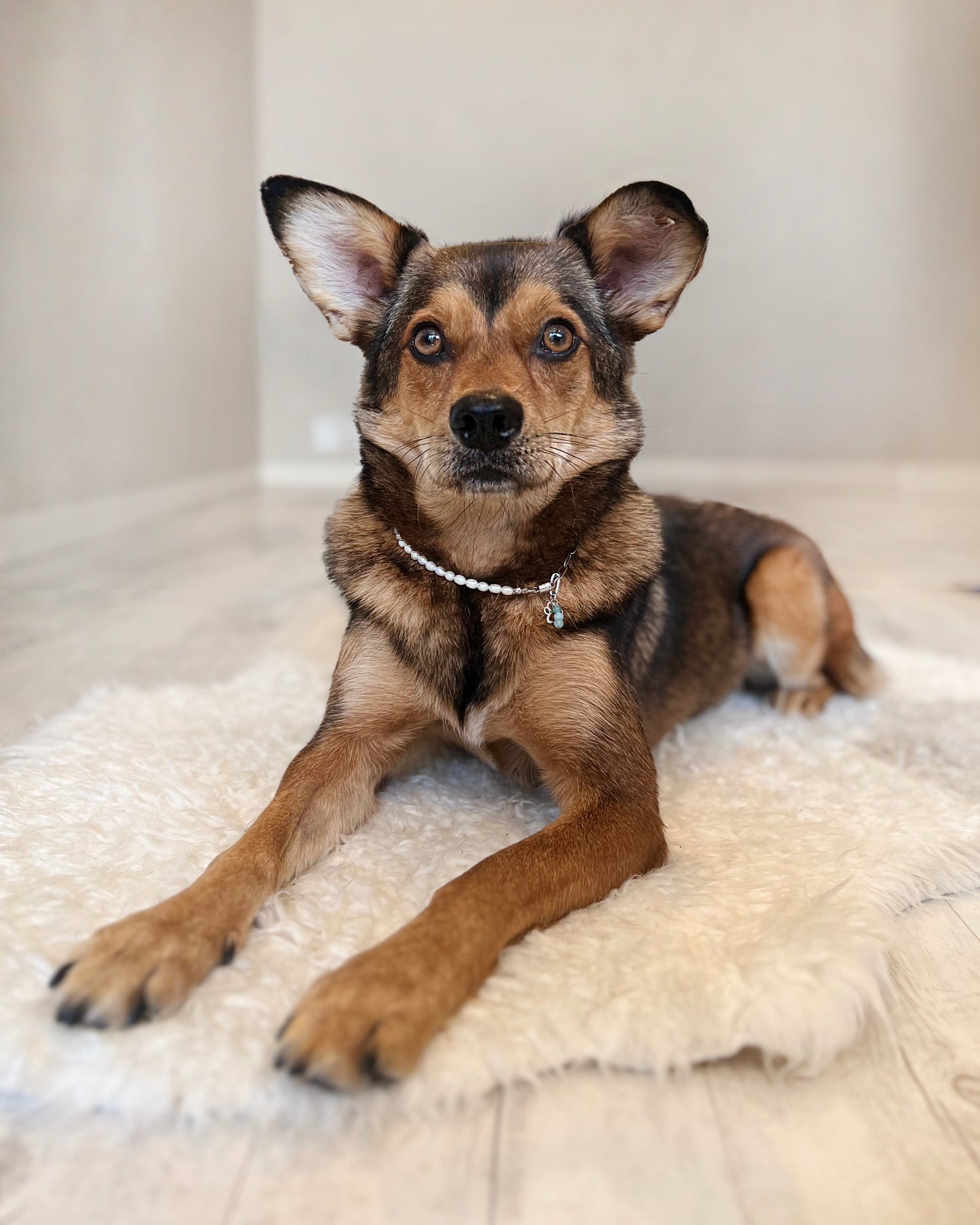 Halskette mit Süßwasserperle und Heilsteinen für Tiere / Schmuck für Tiere