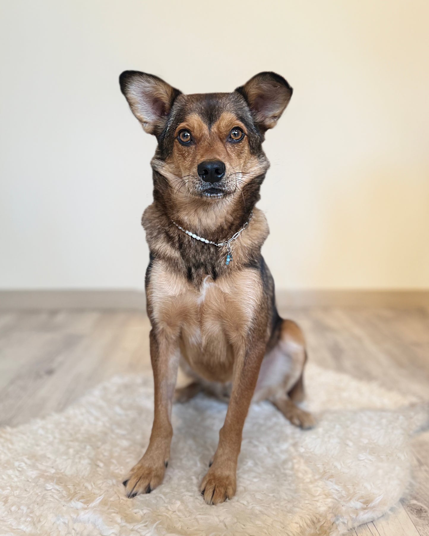 Halskette mit Süßwasserperle und Heilsteinen für Tiere / Schmuck für Tiere