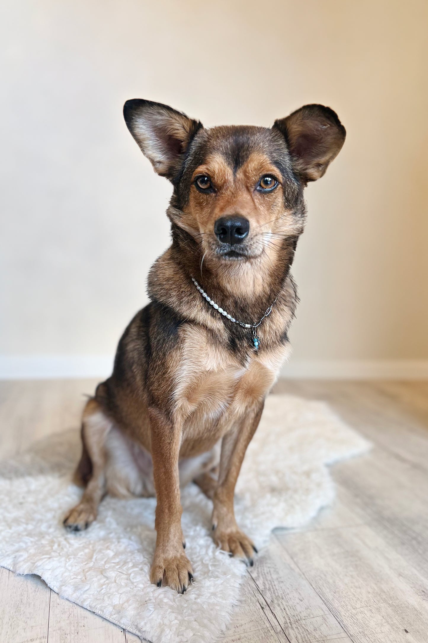 Halskette mit Süßwasserperle und Heilsteinen für Tiere / Schmuck für Tiere