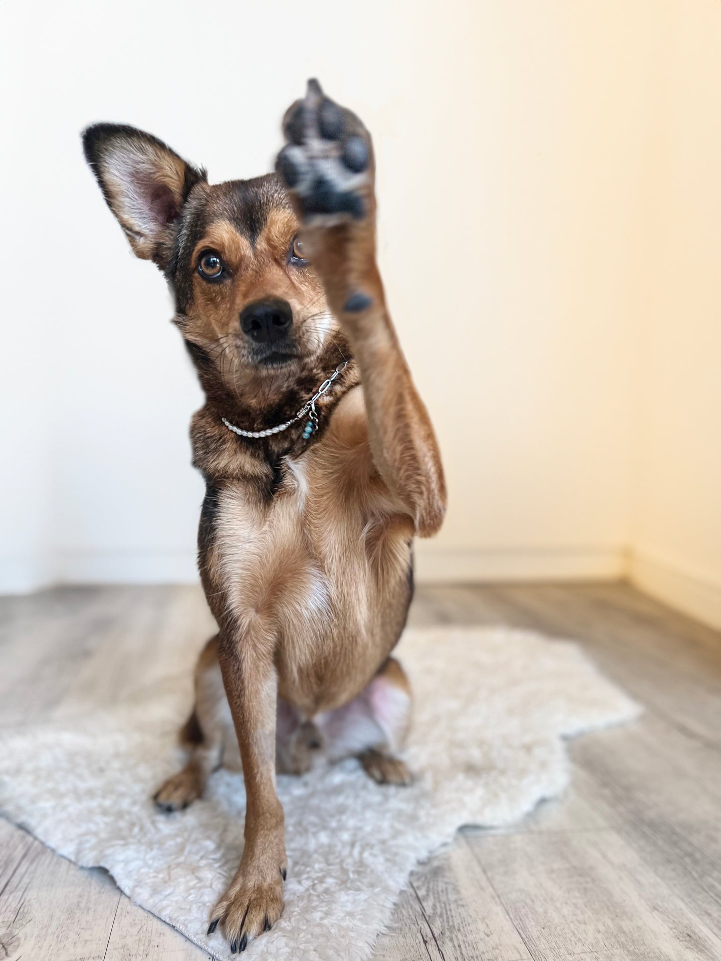 Halskette mit Süßwasserperle und Heilsteinen für Tiere / Schmuck für Tiere