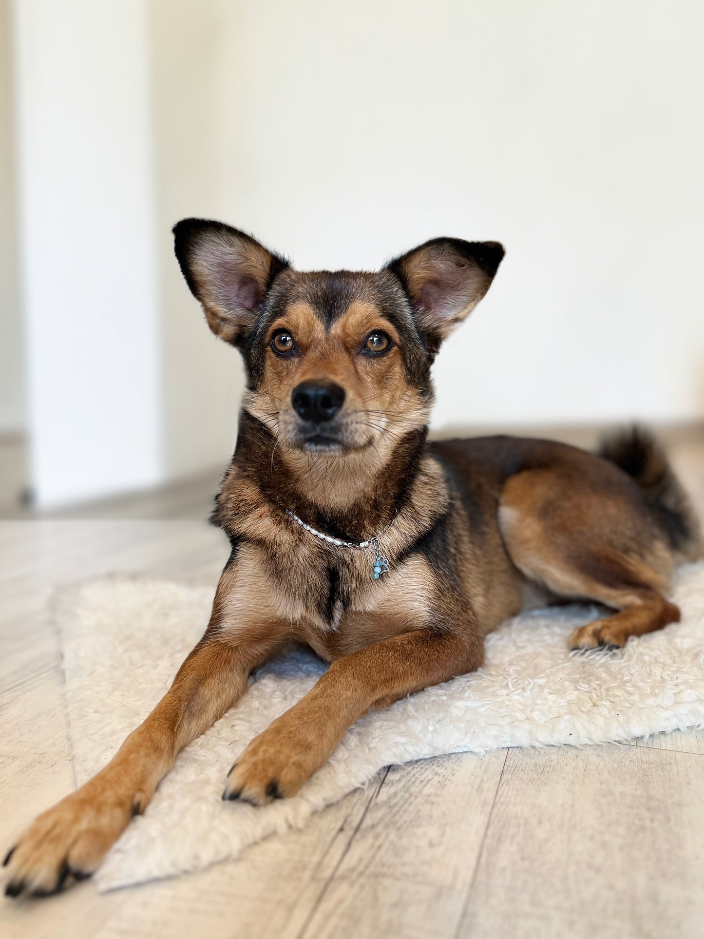 Halskette mit Süßwasserperle und Heilsteinen für Tiere / Schmuck für Tiere