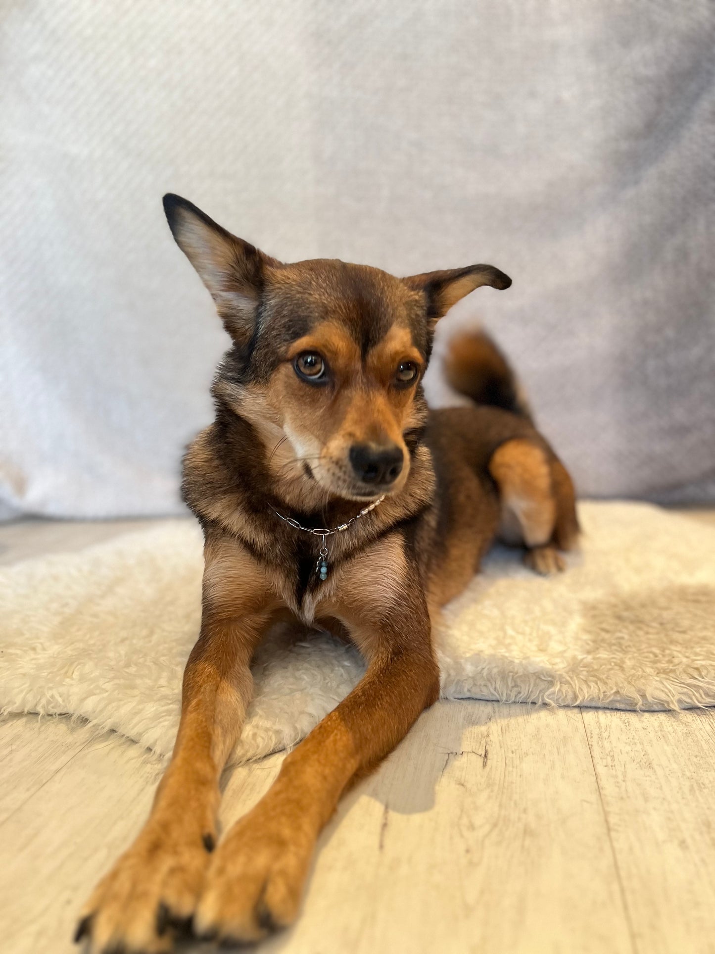 Halskette mit Süßwasserperle und Heilsteinen für Tiere / Schmuck für Tiere