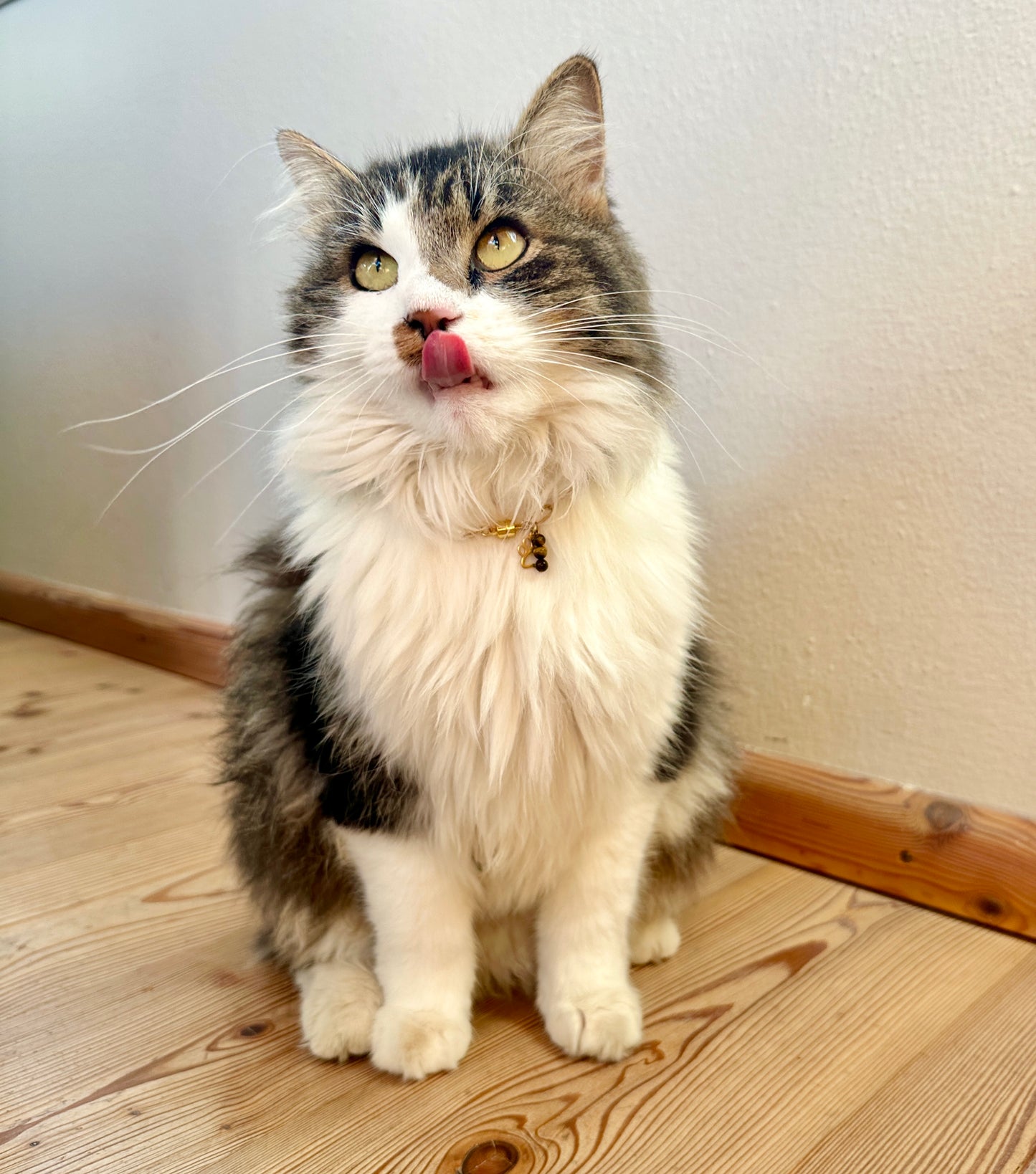 Halskette mit Süßwasserperle und Heilsteinen für Tiere / Schmuck für Tiere