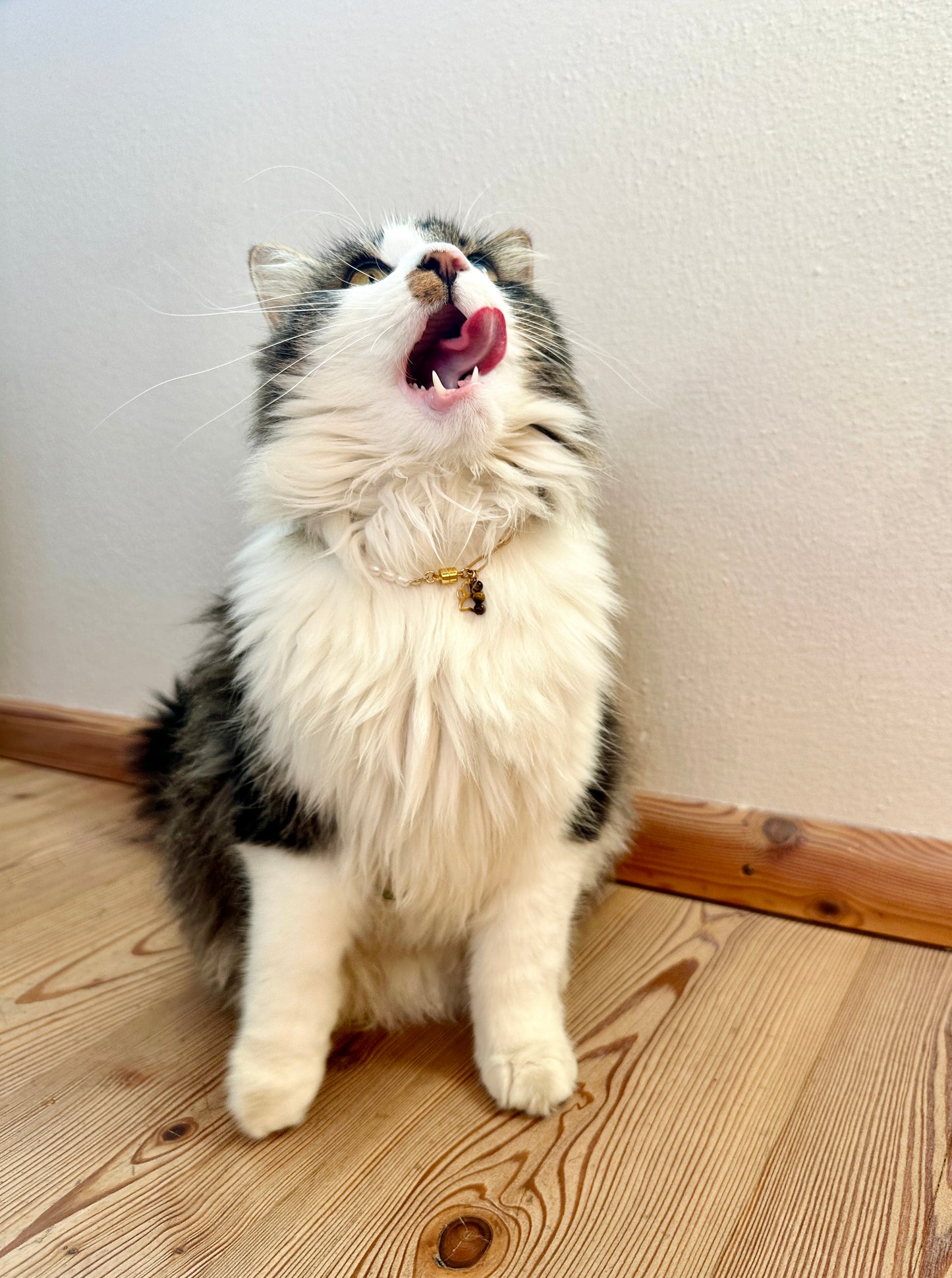 Halskette mit Süßwasserperle und Heilsteinen für Tiere / Schmuck für Tiere